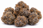 Zookies